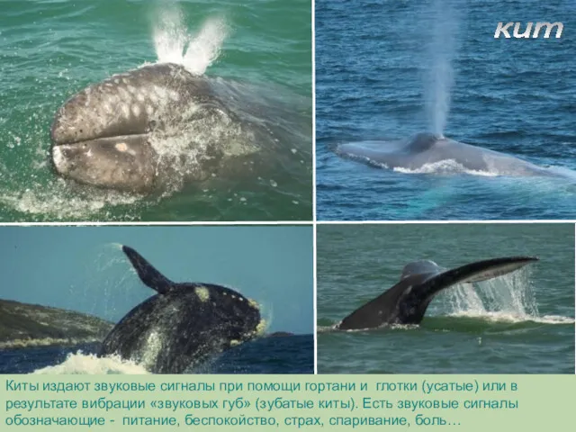 кит Киты издают звуковые сигналы при помощи гортани и глотки