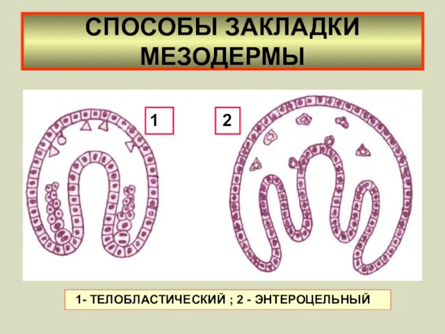 СПОСОБЫ ЗАКЛАДКИ МЕЗОДЕРМЫ 1 2 1- ТЕЛОБЛАСТИЧЕСКИЙ ; 2 - ЭНТЕРОЦЕЛЬНЫЙ