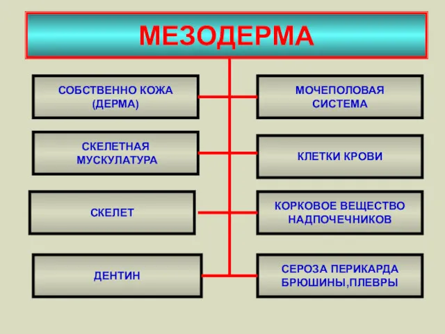 МЕЗОДЕРМА СОБСТВЕННО КОЖА (ДЕРМА) СКЕЛЕТНАЯ МУСКУЛАТУРА СКЕЛЕТ МОЧЕПОЛОВАЯ СИСТЕМА КЛЕТКИ КРОВИ КОРКОВОЕ ВЕЩЕСТВО