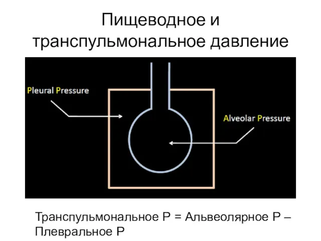 Пищеводное и транспульмональное давление Транспульмональное Р = Альвеолярное Р – Плевральное Р