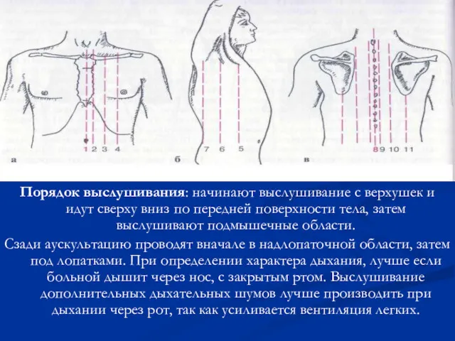 Порядок выслушивания: начинают выслушивание с верхушек и идут сверху вниз