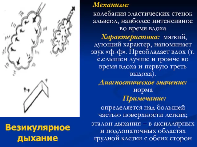 Механизм: колебания эластических стенок альвеол, наиболее интенсивное во время вдоха