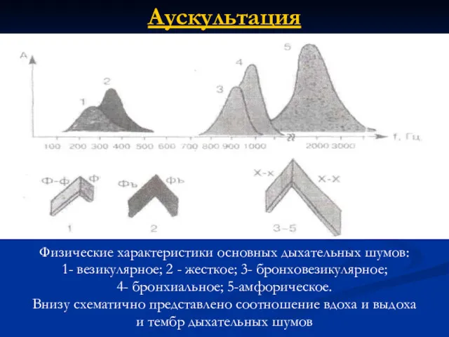 Аускультация Физические характеристики основных дыхательных шумов: 1- везикулярное; 2 -