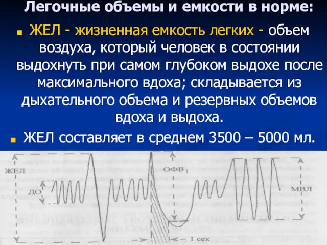 Легочные объемы и емкости в норме: ЖЕЛ - жизненная емкость