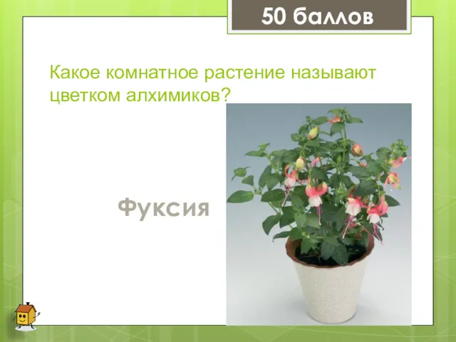 Какое комнатное растение называют цветком алхимиков? Фуксия 50 баллов