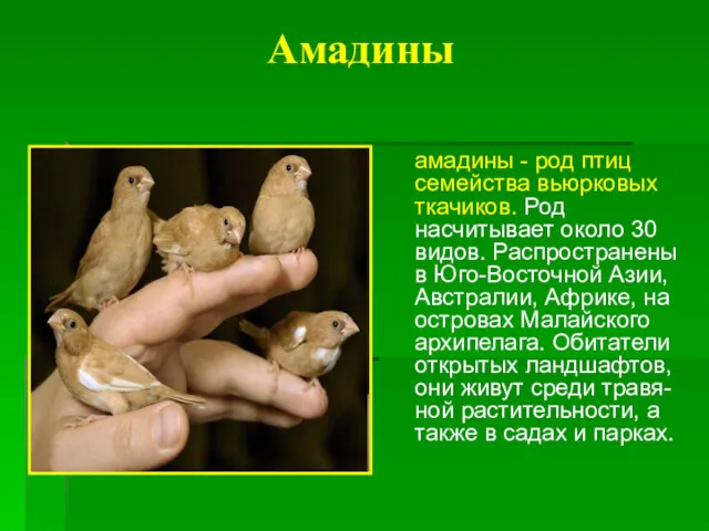 Амадины амадины - род птиц семейства вьюрковых ткачиков. Род насчитывает
