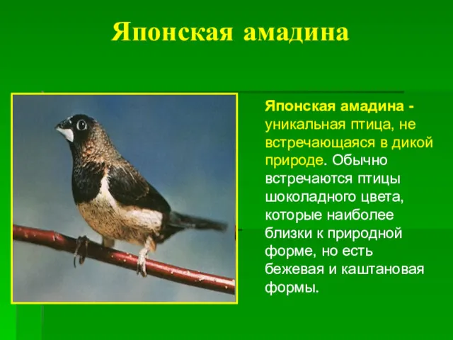 Японская амадина Японская амадина - уникальная птица, не встречающаяся в
