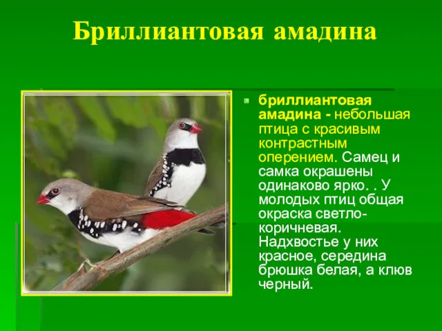 Бриллиантовая амадина бриллиантовая амадина - небольшая птица с красивым контрастным
