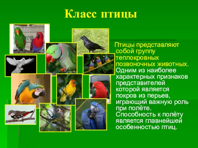 Класс птицы Птицы представляют собой группу теплокровных позвоночных животных. Одним