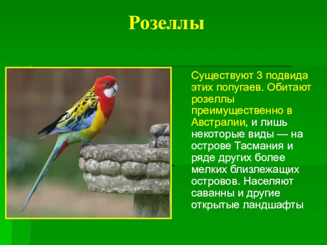 Розеллы Существуют 3 подвида этих попугаев. Обитают розеллы преимущественно в