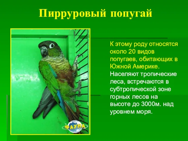 Пирруровый попугай К этому роду относятся около 20 видов попугаев,