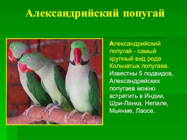 Александрийский попугай Александрийский попугай - самый крупный вид рода Кольчатых