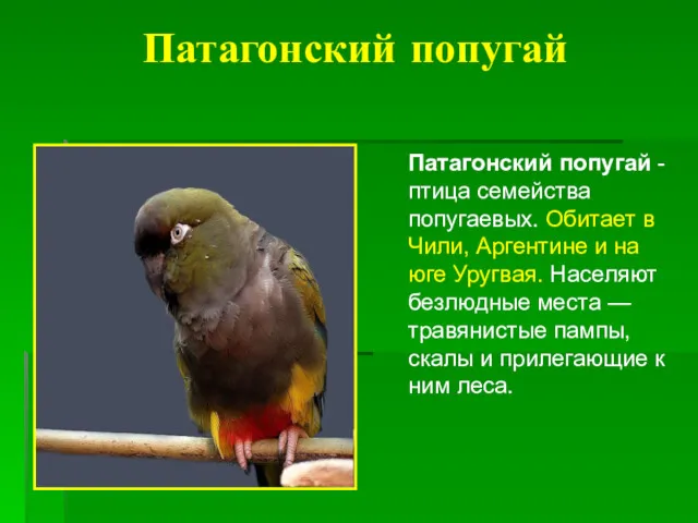Патагонский попугай Патагонский попугай - птица семейства попугаевых. Обитает в