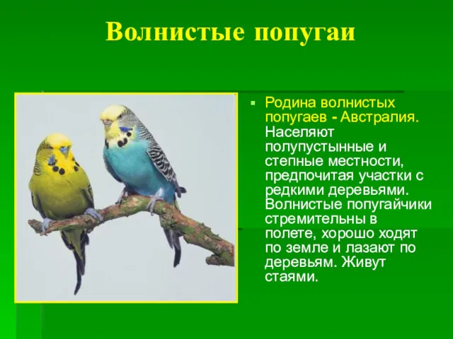 Волнистые попугаи Родина волнистых попугаев - Австралия. Населяют полупустынные и