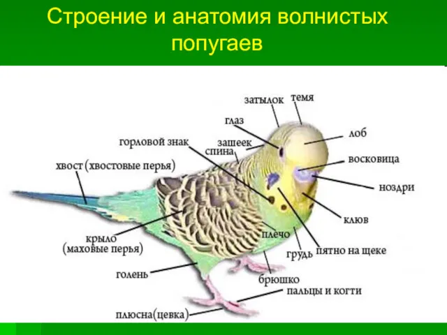 Строение и анатомия волнистых попугаев