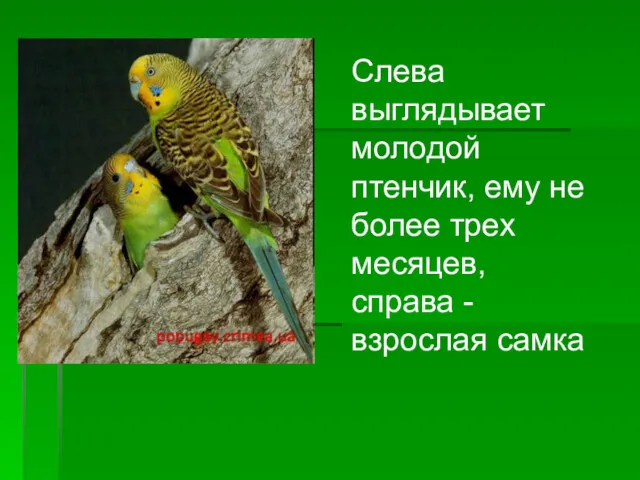 Слева выглядывает молодой птенчик, ему не более трех месяцев, справа -взрослая самка