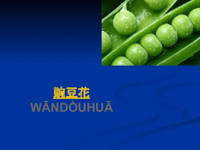 豌豆花 WĀNDÒUHUĀ