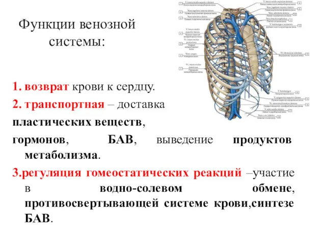 1. возврат крови к сердцу. 2. транспортная – доставка пластических