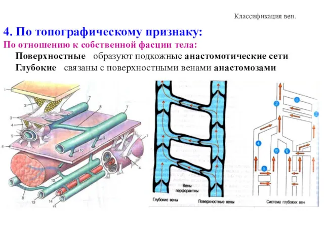 Классификация вен. 4. По топографическому признаку: По отношению к собственной