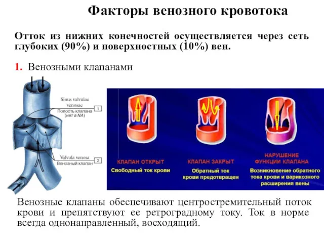 Факторы венозного кровотока Отток из нижних конечностей осуществляется через сеть