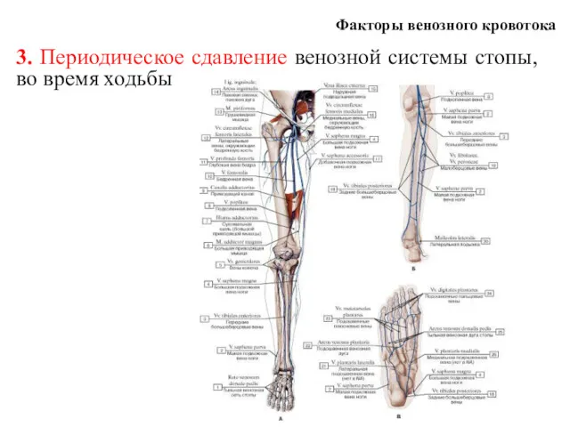 Факторы венозного кровотока 3. Периодическое сдавление венозной системы стопы, во время ходьбы