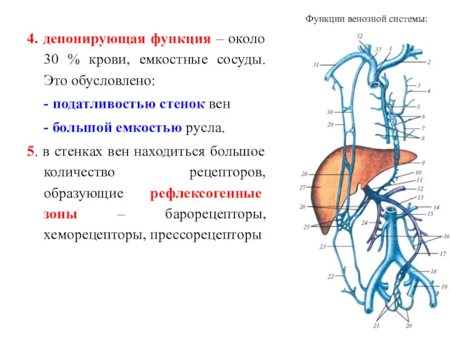 4. депонирующая функция – около 30 % крови, емкостные сосуды.