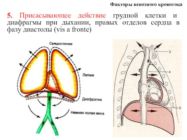 Факторы венозного кровотока 5. Присасывающее действие грудной клетки и диафрагмы