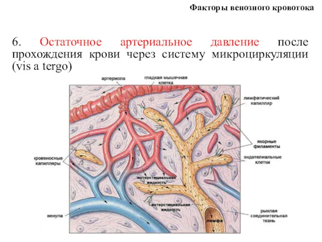 Факторы венозного кровотока 6. Остаточное артериальное давление после прохождения крови через систему микроциркуляции (vis a tergo)