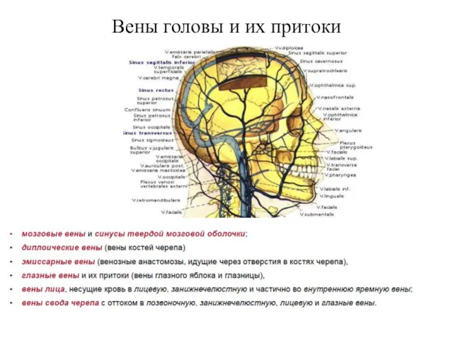 Вены головы и их притоки