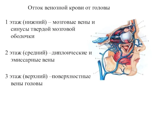 Отток венозной крови от головы 1 этаж (нижний) – мозговые