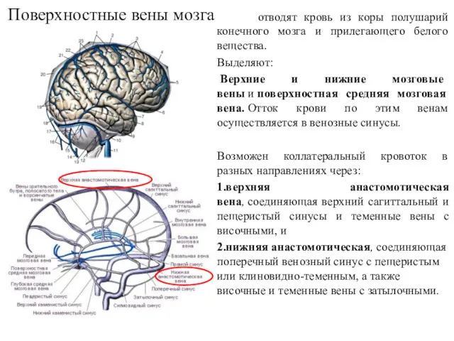 Поверхностные вены мозга отводят кровь из коры полушарий конечного мозга