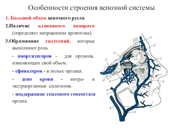 1. Большой объем венозного русла. 2.Наличие клапанного аппарата (определяет направление