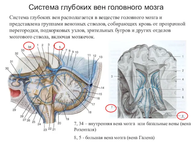 Система глубоких вен головного мозга Система глубоких вен располагается в