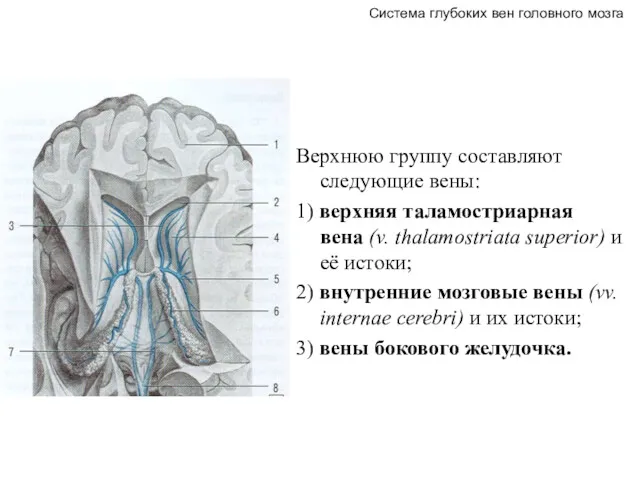 Верхнюю группу составляют следующие вены: 1) верхняя таламостриарная вена (v.