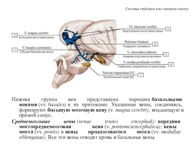 Нижняя группа вен представлена парными базальными венами (vv. basales) и