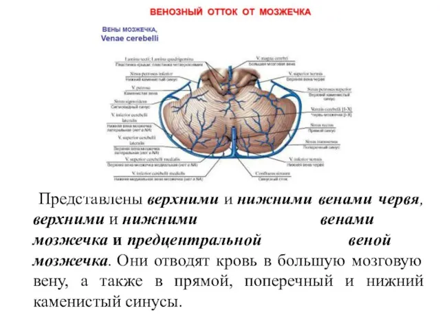 Представлены верхними и нижними венами червя, верхними и нижними венами