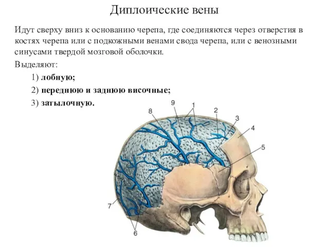 Диплоические вены Идут сверху вниз к основанию черепа, где соединяются