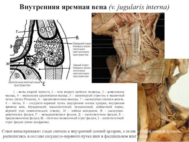 1 – ветвь нижней челюсти, 2 – тело второго шейного