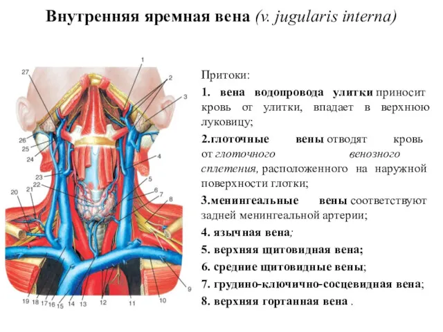 Внутренняя яремная вена (v. jugularis interna) Притоки: 1. вена водопровода