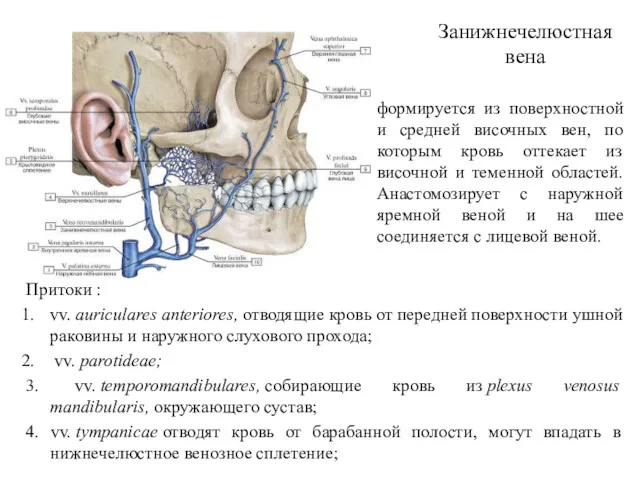 Притоки : vv. auriculares anteriores, отводящие кровь от передней поверхности