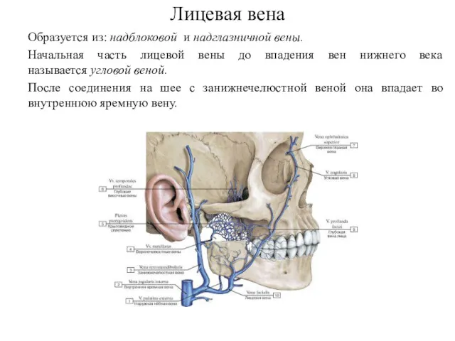 Лицевая вена Образуется из: надблоковой и надглазничной вены. Начальная часть