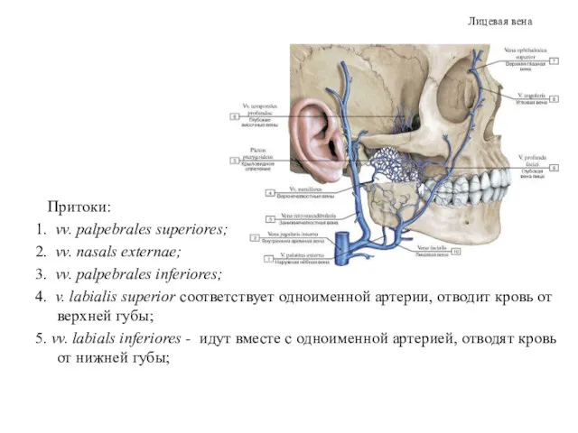 Лицевая вена Притоки: 1. vv. palpebrales superiores; 2. vv. nasals