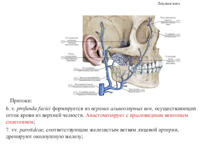 Лицевая вена Притоки: 6. v. profunda faciei формируется из верхних