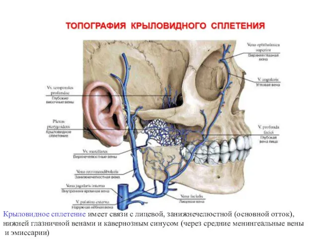 Крыловидное сплетение имеет связи с лицевой, занижнечелюстной (основной отток), нижней