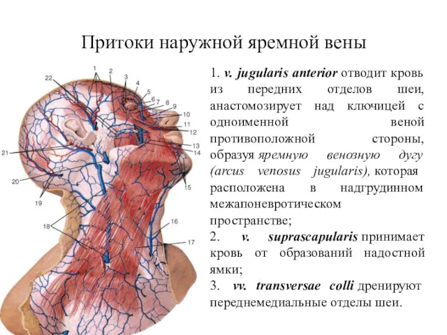 Притоки наружной яремной вены 1. v. jugularis anterior отводит кровь