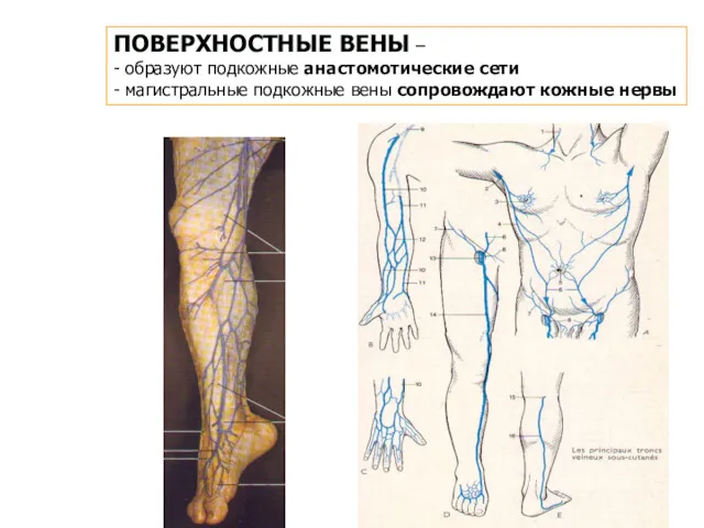 ПОВЕРХНОСТНЫЕ ВЕНЫ – - образуют подкожные анастомотические сети - магистральные подкожные вены сопровождают кожные нервы