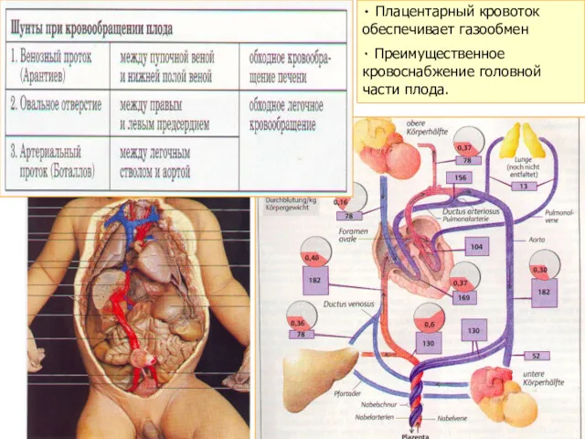 ٠ Плацентарный кровоток обеспечивает газообмен ٠ Преимущественное кровоснабжение головной части плода.