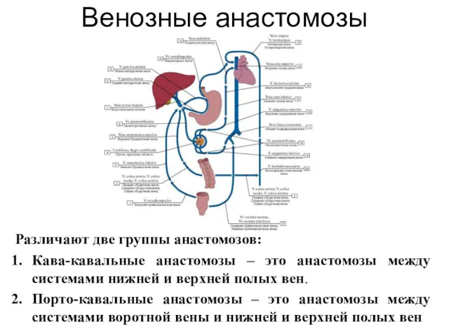 Венозные анастомозы Различают две группы анастомозов: Кава-кавальные анастомозы – это