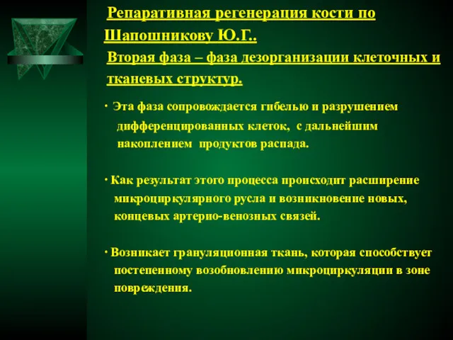 Репаративная регенерация кости по Шапошникову Ю.Г.. Вторая фаза – фаза