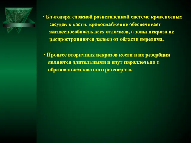 ∙ Благодаря сложной разветвленной системе кровеносных сосудов в кости, кровоснабжение